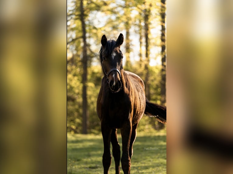 Cheval de sport allemand Jument 2 Ans 177 cm Bai in Geithain