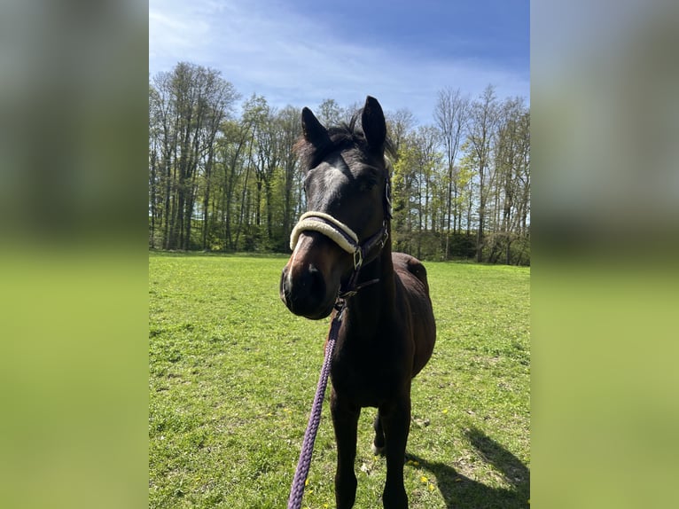 Cheval de sport allemand Jument 2 Ans 177 cm Bai in Geithain