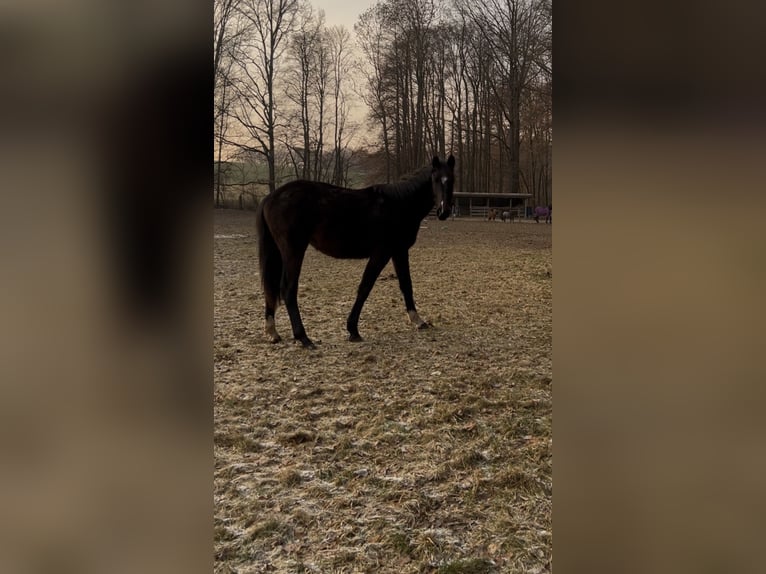 Cheval de sport allemand Jument 2 Ans 177 cm Bai in Geithain