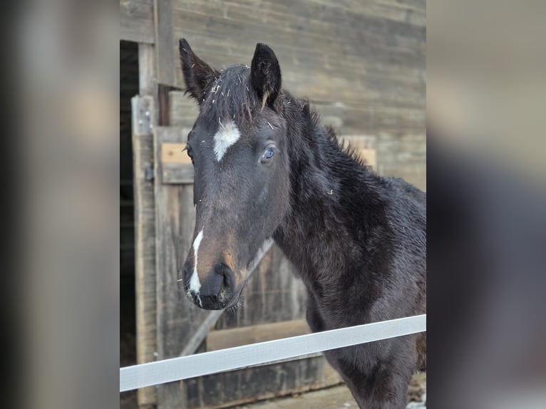 Cheval de sport allemand Jument 2 Ans 177 cm Bai in Leipzig