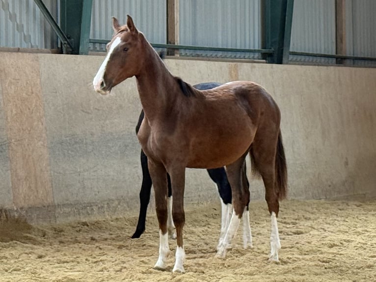 Cheval de sport allemand Jument 2 Ans Alezan brûlé in Burgthann