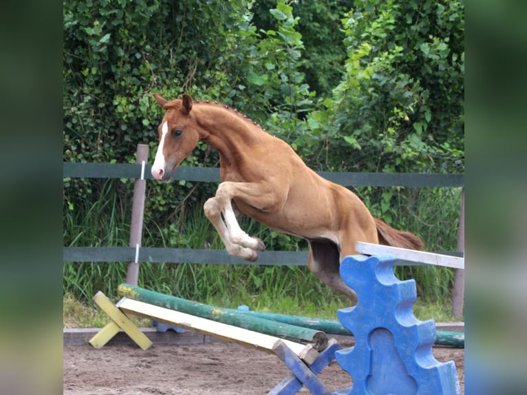 Cheval de sport allemand Jument 2 Ans Alezan in Bad Dürkheim