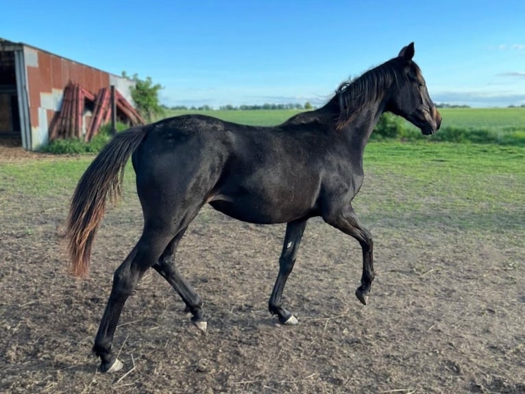 Cheval de sport allemand Jument 2 Ans Bai brun in Meyenburg