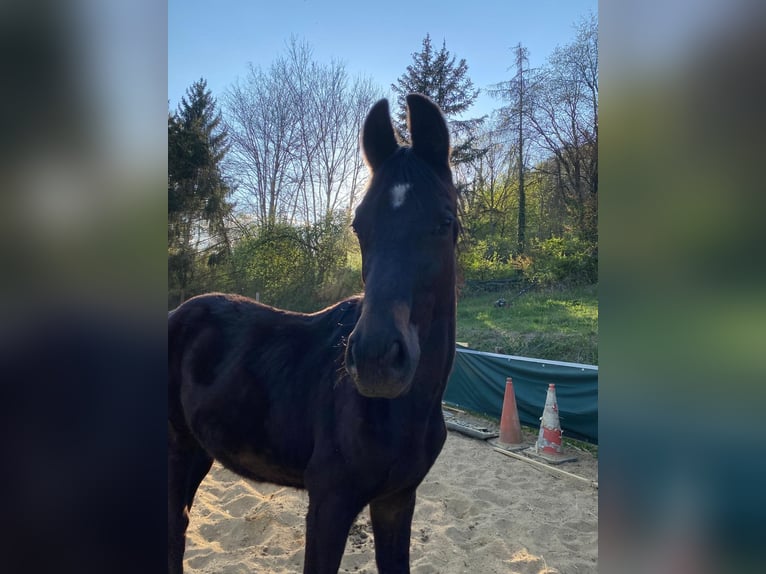 Cheval de sport allemand Jument 2 Ans Bai brun in Schweppenhausen
