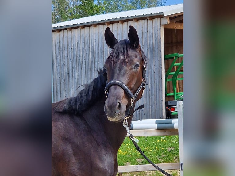 Cheval de sport allemand Jument 2 Ans Bai brun foncé in Bad Griesbach im Rottal