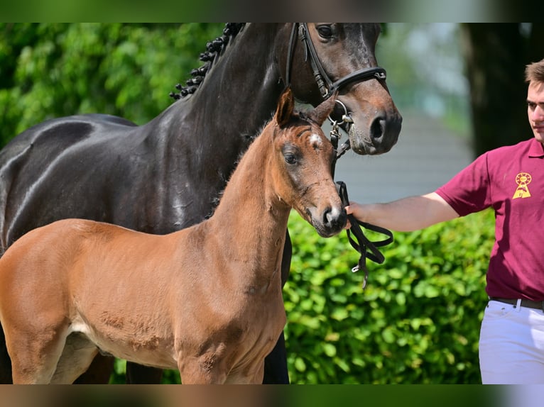 Cheval de sport allemand Jument 2 Ans Bai in Schwedt Schönermark