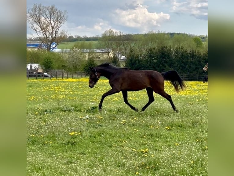 Cheval de sport allemand Jument 2 Ans Bai in Nessetal