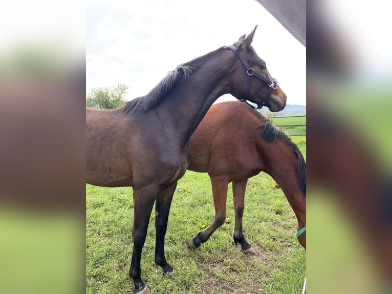 Cheval de sport allemand Jument 2 Ans Bai in Nessetal