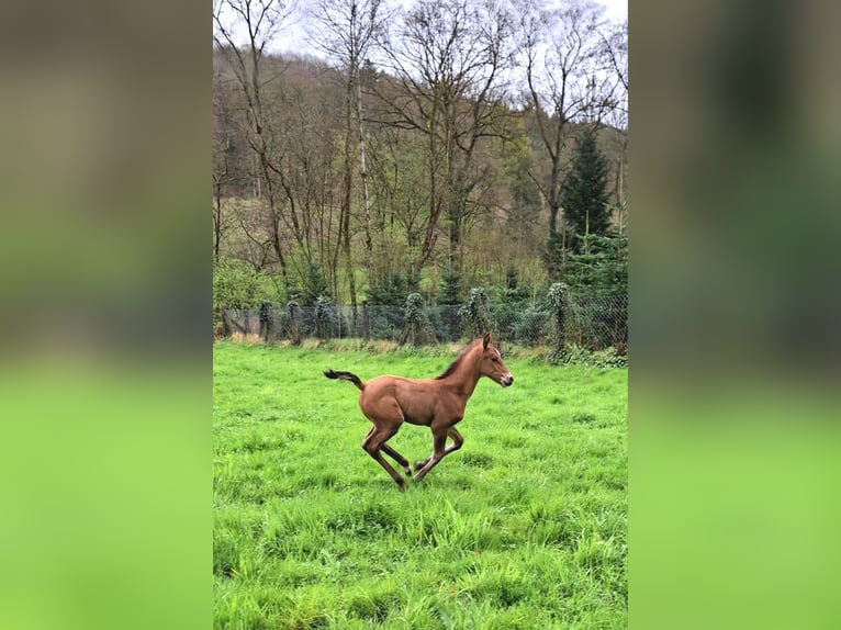 Cheval de sport allemand Jument 2 Ans Bai in Lahr/Schwarzwald