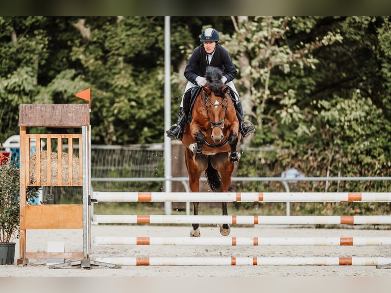 Cheval de sport allemand Jument 2 Ans Bai in Bad Dürkheim