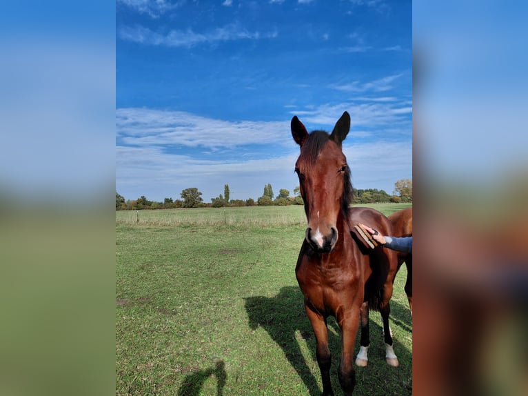 Cheval de sport allemand Jument 2 Ans Bai in Bad Dürkheim