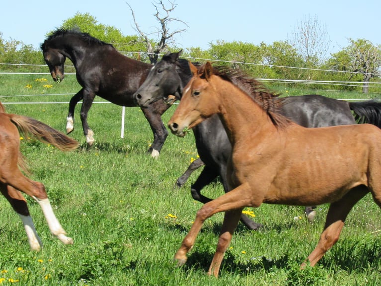 Cheval de sport allemand Jument 2 Ans  in Querfurt