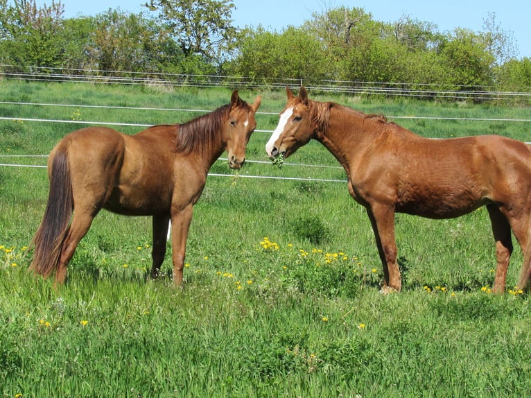Cheval de sport allemand Jument 2 Ans  in Querfurt