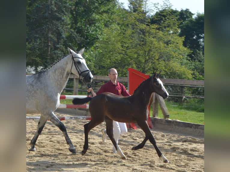 Cheval de sport allemand Jument 2 Ans Peut devenir gris in HopfgartenGrammetal