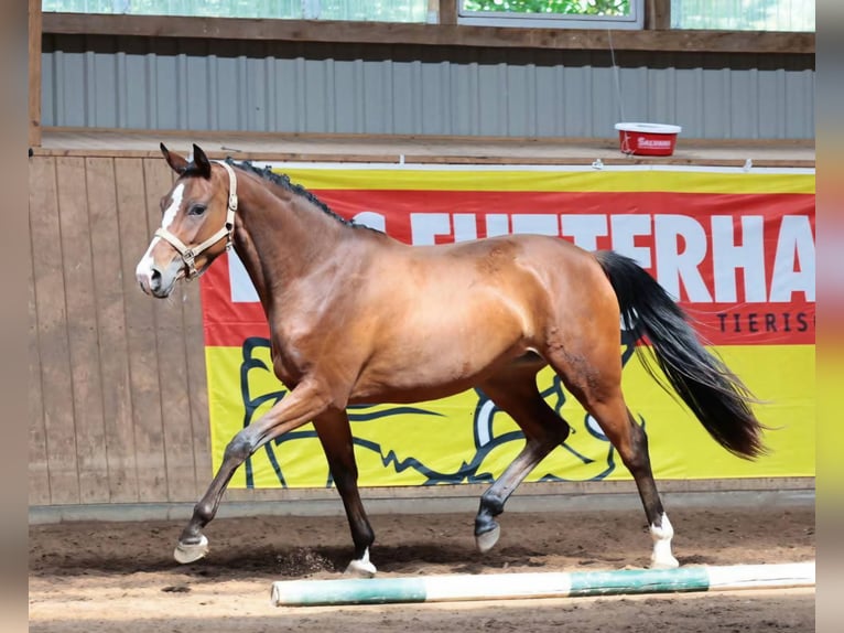 Cheval de sport allemand Jument 3 Ans 152 cm Bai in B&#xF6;neb&#xFC;ttel