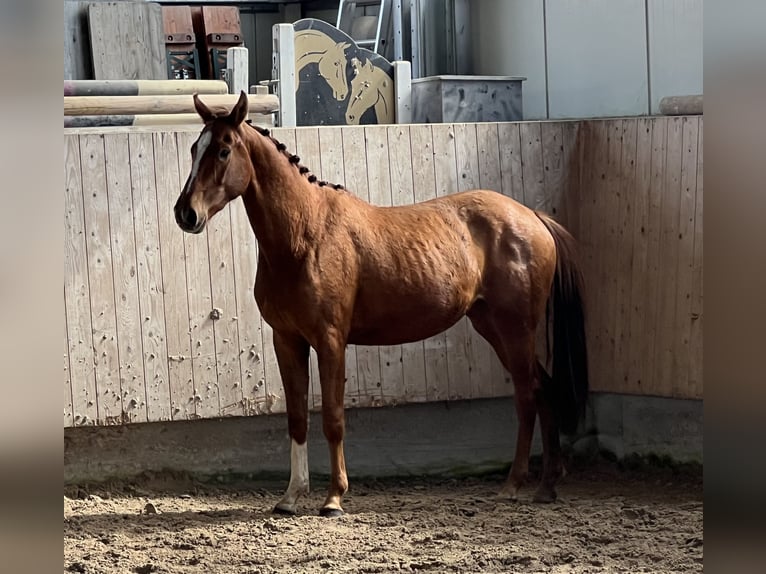 Cheval de sport allemand Jument 3 Ans 153 cm Alezan in Mengen