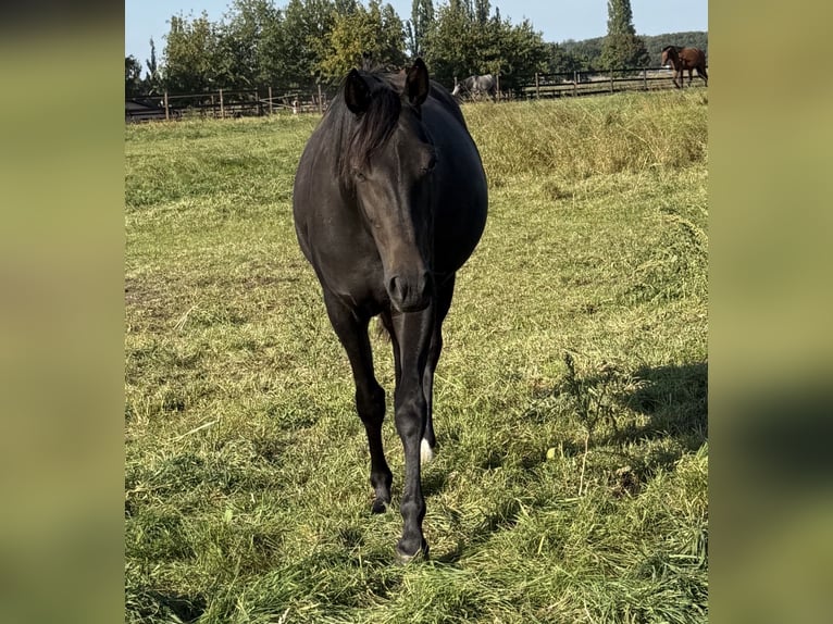 Cheval de sport allemand Jument 3 Ans 155 cm Bai brun in Werder an der Havel