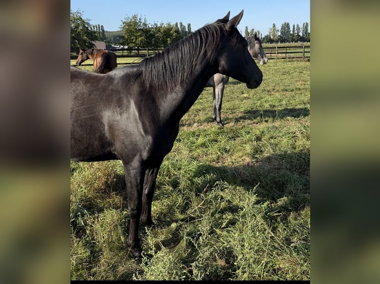 Cheval de sport allemand Jument 3 Ans 155 cm Bai brun in Werder an der Havel