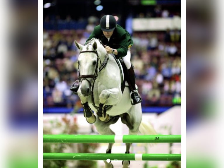 Cheval de sport allemand Jument 3 Ans 155 cm Bai brun in Werder an der Havel