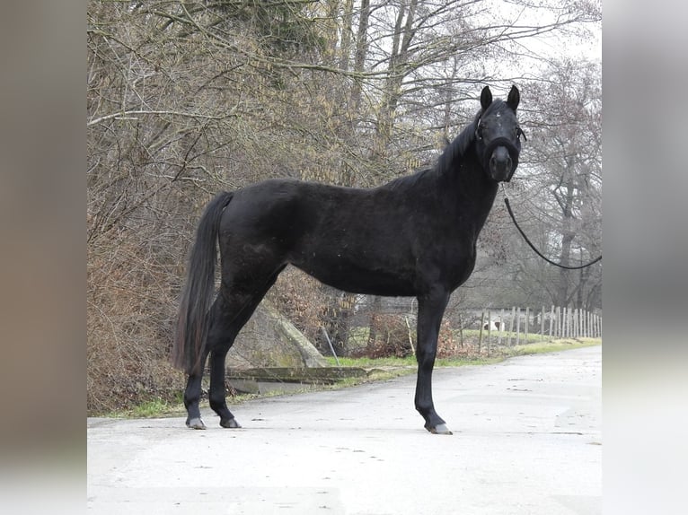 Cheval de sport allemand Jument 3 Ans 155 cm  in Verl