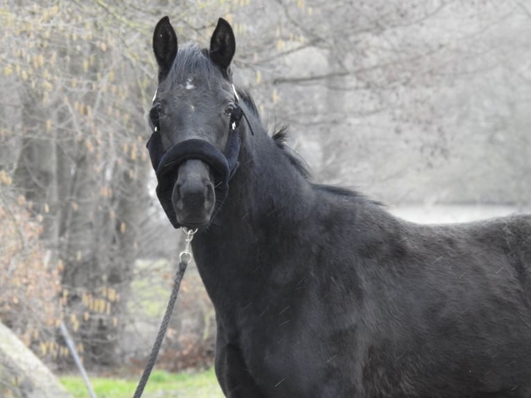 Cheval de sport allemand Jument 3 Ans 155 cm  in Verl