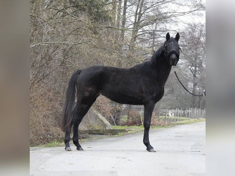 Cheval de sport allemand Jument 3 Ans 155 cm  in Verl