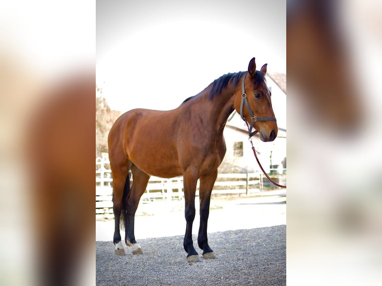 Cheval de sport allemand Jument 3 Ans 156 cm Bai in Ertingen