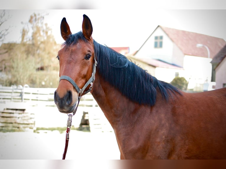 Cheval de sport allemand Jument 3 Ans 156 cm Bai in Ertingen