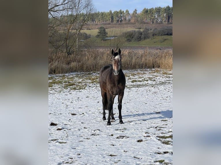 Cheval de sport allemand Jument 3 Ans 157 cm Gris in EmpfingenEmpfingen