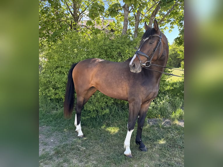 Cheval de sport allemand Jument 3 Ans 159 cm Bai brun in Münsingen