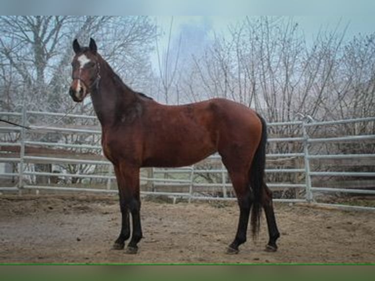 Cheval de sport allemand Jument 3 Ans 159 cm Bai in Ertingen