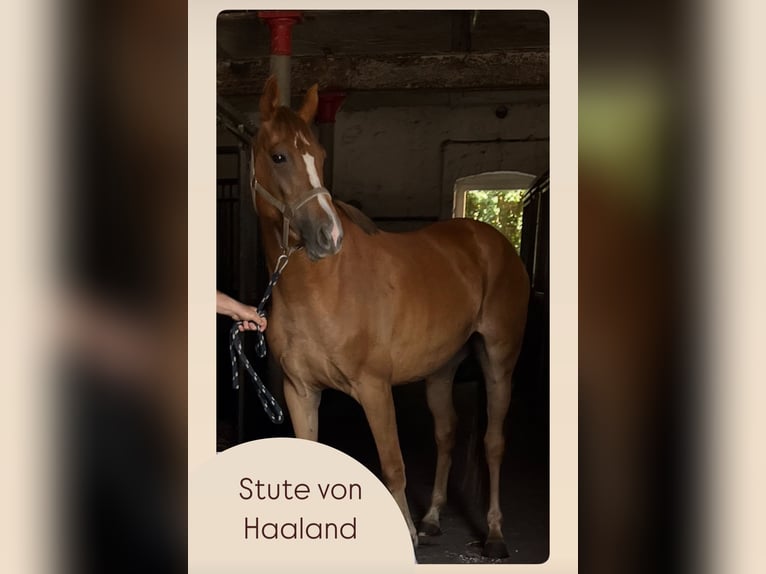 Cheval de sport allemand Jument 3 Ans 160 cm Alezan in Neuenhofe