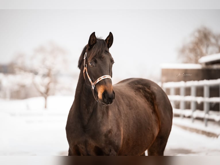 Cheval de sport allemand Jument 3 Ans 160 cm Bai brun in Wangen im Allgäu