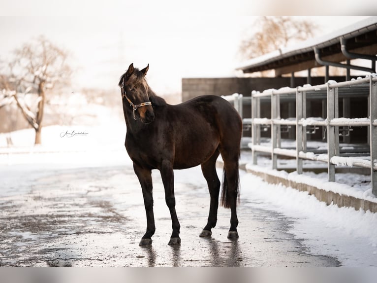 Cheval de sport allemand Jument 3 Ans 160 cm Bai brun in Wangen im Allgäu