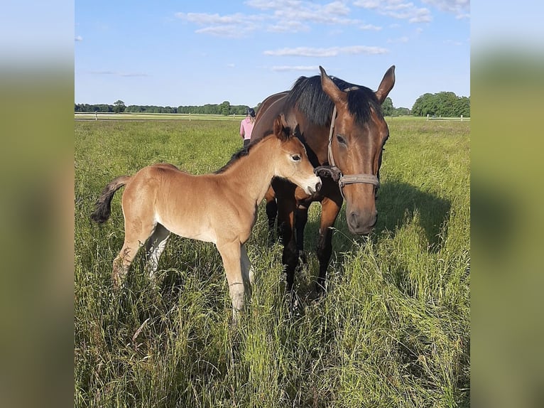 Cheval de sport allemand Jument 3 Ans 160 cm Bai in Hockenheim