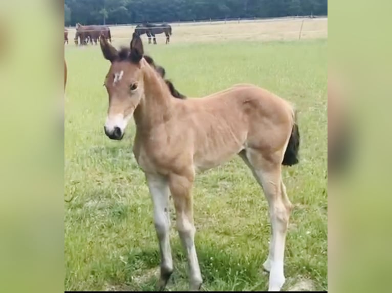 Cheval de sport allemand Jument 3 Ans 160 cm Bai in Hockenheim