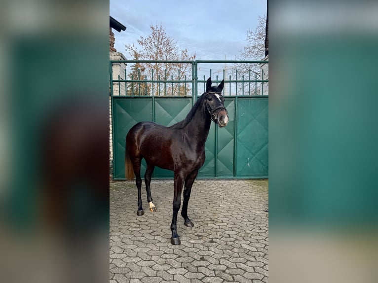 Cheval de sport allemand Jument 3 Ans 160 cm Gris noir in Dormagen