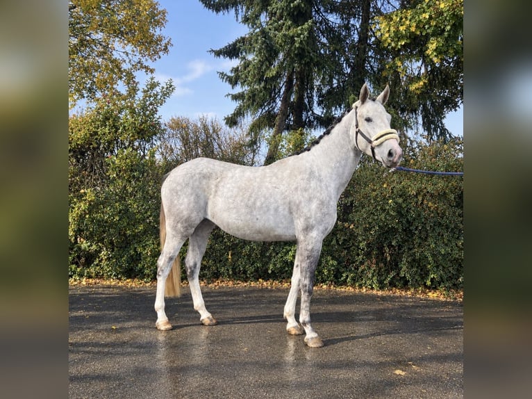 Cheval de sport allemand Jument 3 Ans 161 cm Gris in Mengen