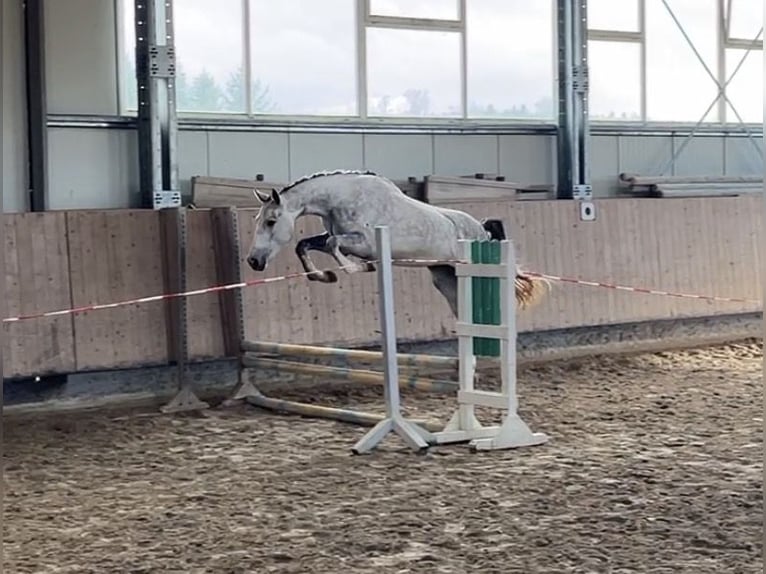 Cheval de sport allemand Jument 3 Ans 161 cm Gris in Mengen