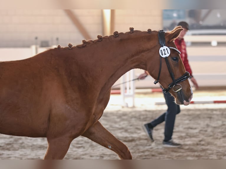 Cheval de sport allemand Jument 3 Ans 162 cm Alezan in Nauen