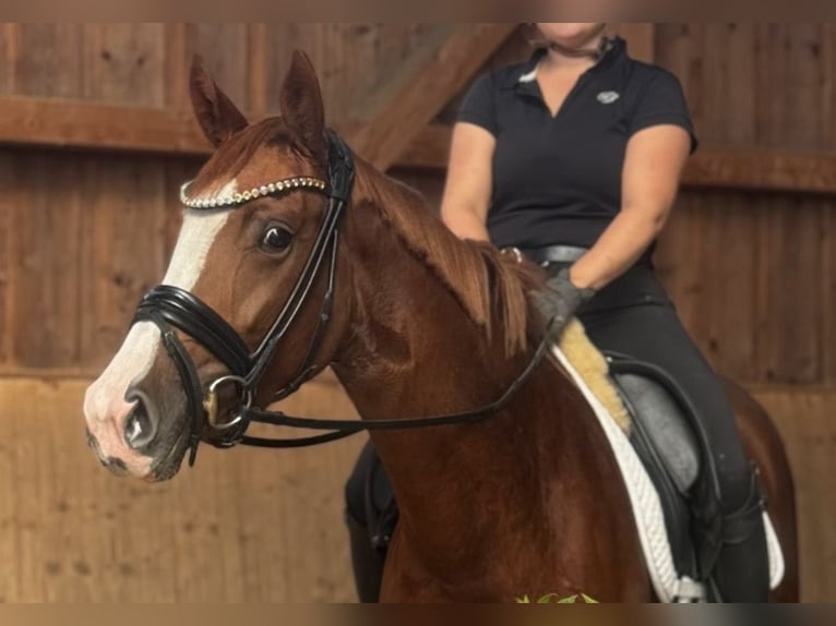 Cheval de sport allemand Jument 3 Ans 162 cm Alezan in Jengen