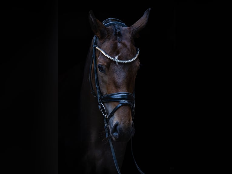 Cheval de sport allemand Jument 3 Ans 162 cm Bai brun in M&#xF6;mbris