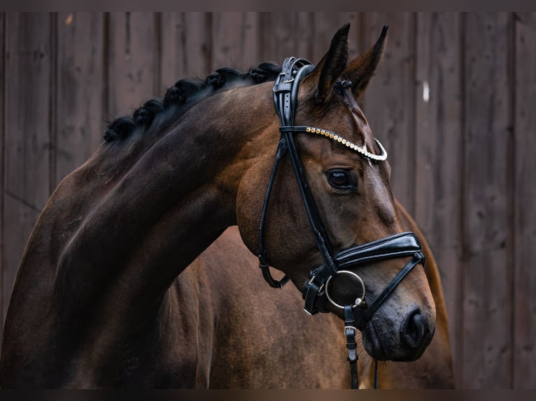 Cheval de sport allemand Jument 3 Ans 162 cm Bai brun in M&#xF6;mbris