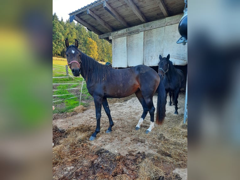 Cheval de sport allemand Jument 3 Ans 162 cm Bai brun in Grömbach
