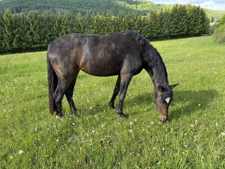 Cheval de sport allemand Jument 3 Ans 162 cm Bai brun foncé in Kaltennordheim