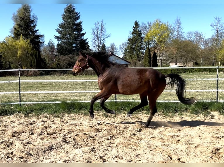 Cheval de sport allemand Jument 3 Ans 162 cm Bai in Anklam