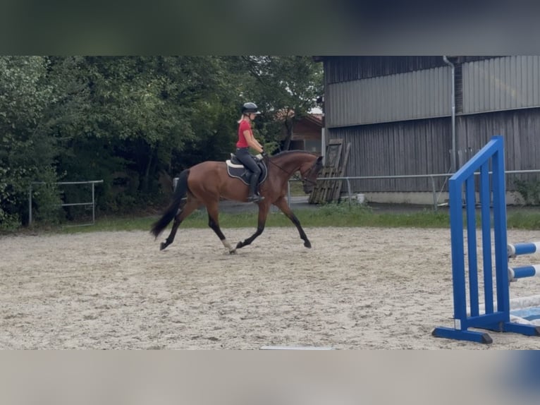 Cheval de sport allemand Jument 3 Ans 162 cm Bai in Ruderting