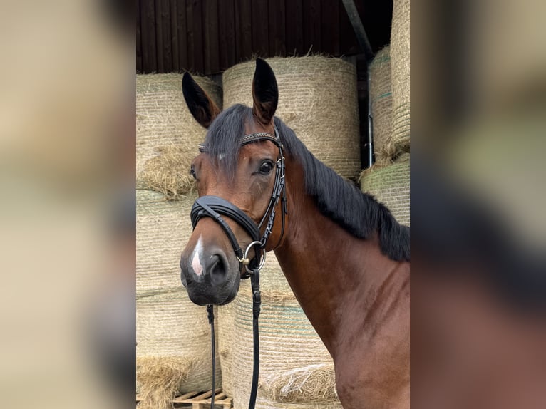 Cheval de sport allemand Jument 3 Ans 162 cm Bai in Ruderting
