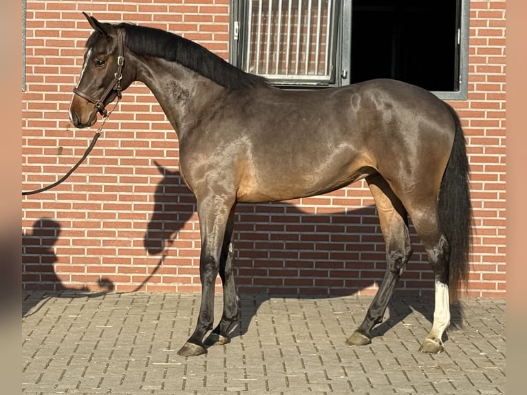 Cheval de sport allemand Jument 3 Ans 162 cm Bai in Zieuwent