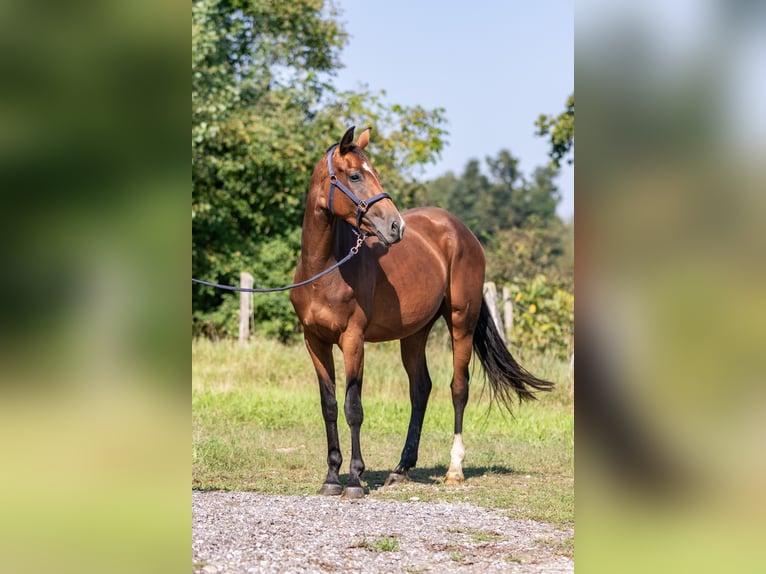 Cheval de sport allemand Jument 3 Ans 163 cm Bai brun in Kraiburg am Inn